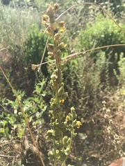Verbascum galilaeum