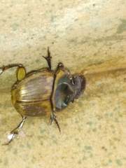 Digitonthophagus