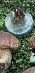 Hygrophorus caeruleus