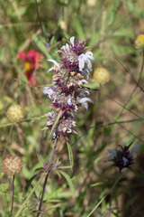 Monarda clinopodioides