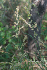 Melica nitens