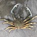 Longnose Spider Crab - Photo (c) Rob Van Epps, some rights reserved (CC BY-NC), uploaded by Rob Van Epps