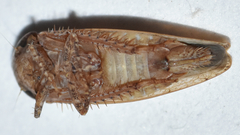 Paraphlepsius continuus