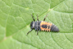 Harmonia axyridis