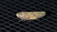 Paraphlepsius continuus