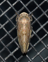 Paraphlepsius continuus