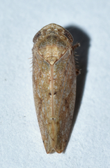 Paraphlepsius continuus