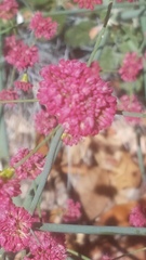 Eriogonum grande rubescens