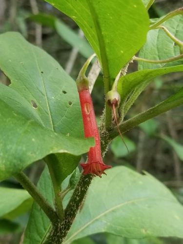 Red Bells (Iochroma gesnerioides)