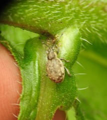 Peritelus sphaeroides