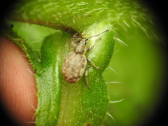 Peritelus sphaeroides