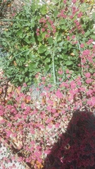 Eriogonum grande rubescens