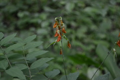 Lathyrus laevigatus