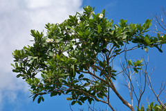 Tabebuia cassinoides