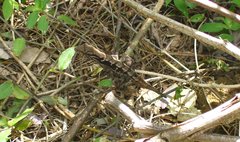 Anolis wilsoni