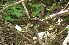 Anolis wilsoni
