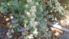 Sphaeralcea sulphurea
