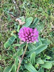 Trifolium pratense