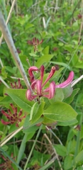 Lonicera periclymenum