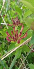 Lonicera periclymenum