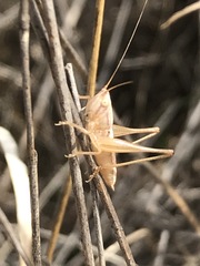 Conocephalus leptopterus