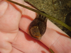 Papawera zelandiae