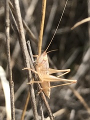 Conocephalus leptopterus