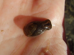Papawera zelandiae