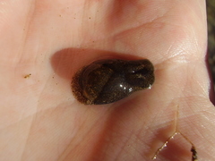 Papawera zelandiae