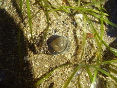 Papawera zelandiae