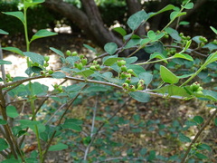 Cotoneaster granatensis