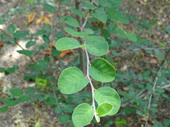 Cotoneaster granatensis