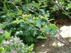 Cotoneaster granatensis
