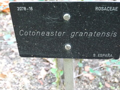 Cotoneaster granatensis