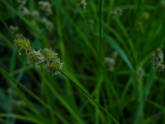 Carex scoparia