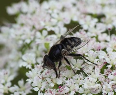 Eristalinus