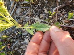 Coreopsis palmata