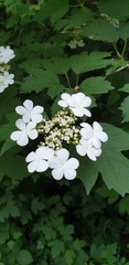 Viburnum opulus