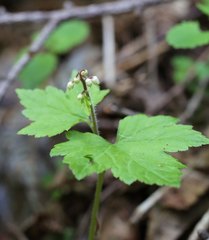 Tiarella polyphylla