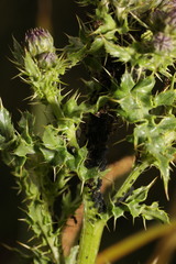 Aphis fabae cirsiiacanthoidis