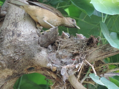 Turdus grayi