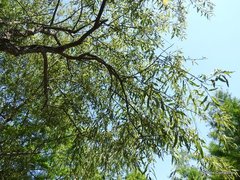 Salix caroliniana