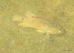 Astronotus ocellatus