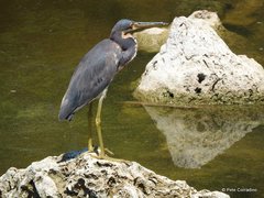 Egretta tricolor image