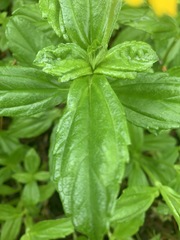 Sphagneticola trilobata image