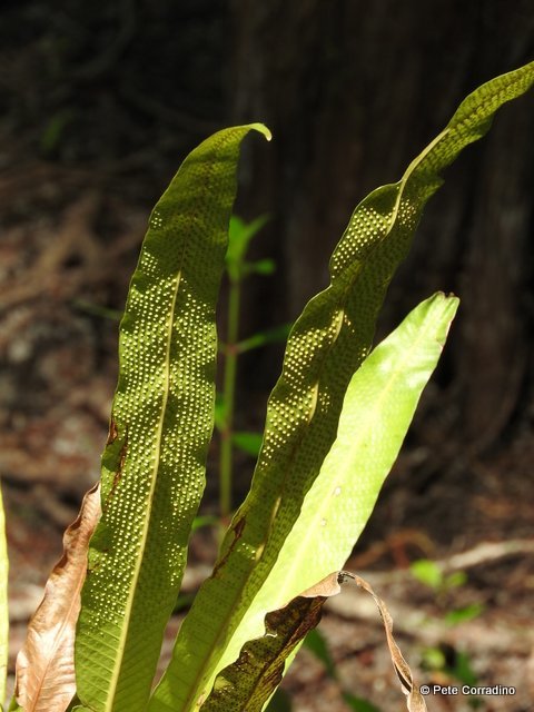 Genus Campyloneurum · iNaturalist