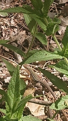 Aspidoscelis sonorae