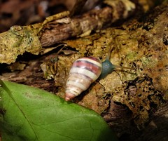 Drymaeus multifasciatus