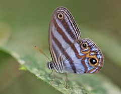 Chloreuptychia herseis