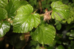 Rubus tricolor
